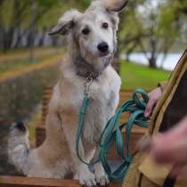 Ласковая пушистая девочка Фрея 7 месяцев ищет дом!, в Москве