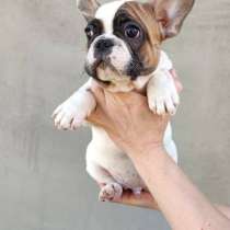 Французский бульдог, в г.Alflen