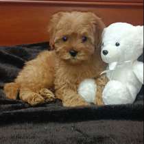 Мальтипу. Мальчик в насыщенном карамельном окрасе, в г.Брюссель