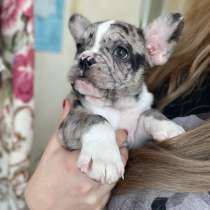 French Bulldog. Merle colour. Boy's, в г.Франкфурт-на-Майне