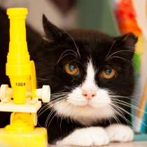 Маленький кошачий ангелочек с добрым сердцем, в Санкт-Петербурге