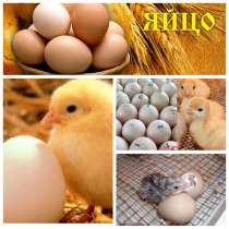 Инкубационные яйца, в Санкт-Петербурге
