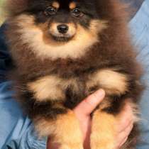 Померанский шпиц. Мини, в г.Стендаль