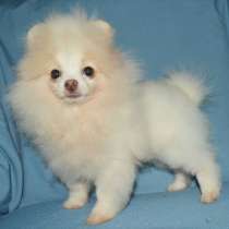 Померанский шпиц, в г.Берлин