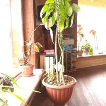 Продаётся диффенбахия в 4 ствола, в Кимре