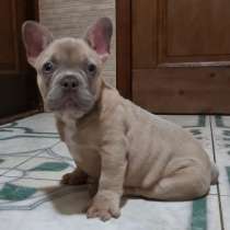 Йоркширский терьер, в г.Вольфштайн