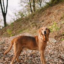 Рыжулик- метис русской гончей в добрые руки!, в Москве