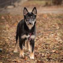 Щенок Жози в добрые руки!, в Москве