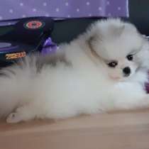 Щенки разных пород, в г.Лиссабон