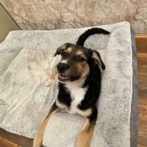 Малыш Джери мечтает встретить Новый год дома!, в Москве