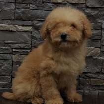 Той пудель, в г.Берлин