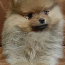 Померанский шпиц, в г.Дрезден