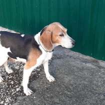 Эстонская гончая ищет дом, в Санкт-Петербурге