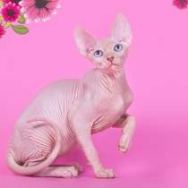 Есть место в Вашем сердце для Эльфа, бамбино, сфинкса?, в г.Лос-Анджелес