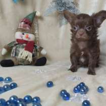 Chihuahua. Chocolate boy, в г.Аренсбург