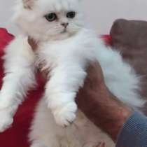 BLH, в г.Турин