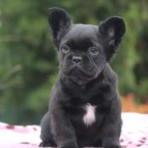 Французский бульдог. Black fluffy, в г.Берлин