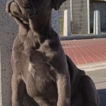 Французский бульдог, в г.Берлин