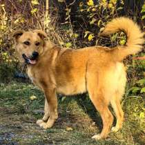 Золотая собака - уникальные уши и доброе сердце, в Санкт-Петербурге