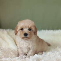 Maltipoo F - 1. Boy's, в г.Grasleben