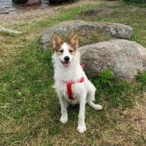 Белая пушистая компактная собачка, в Санкт-Петербурге