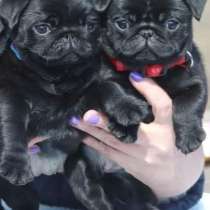 Мопс. Black, в г.Гамбург