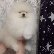 Померанский шпиц, в г.Вольфштайн