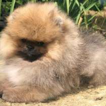 Померанский шпиц, в г.Eilenburg, Berg