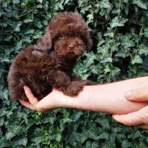 Мальтипу. Chocolate, в г.Бремерхафен