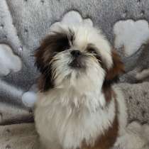 Ши - тцу. Мини, в г.Магдебург