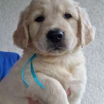 Golden retriever, в г.Берлин