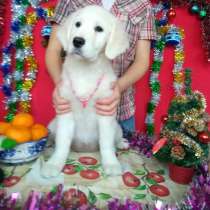 Щенки золотистого ретривера!Голден ретривер!, в г.Киев