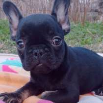 Французские мишки, в г.Минск