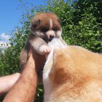 Щенок акита-ину. (доставка), в г.Витебск