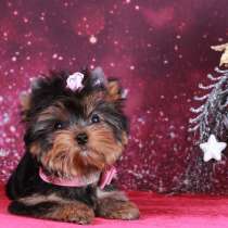 Стандартная девочка с выставочной перспективой, в Москве