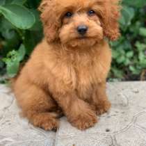 Той пудель, в г.Silwingen