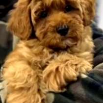 Мальтипу. Red brown, в г.Анталия