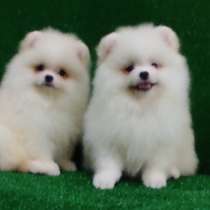 Померанский шпиц, в г.Бремен