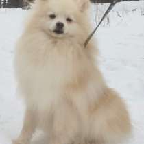 Шпиц, в г.Adelebsen