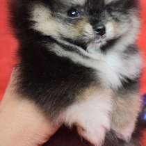 Померанский шпиц. Мини - мишка. Black tan, в г.Кёльн