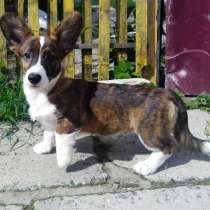 Щенки вельш корги кардиган, в г.Витебск