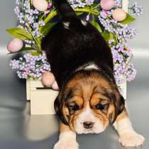 Щенки Бигль, в г.Брест