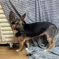 Маленькая добрая собачка, метис таксы, в Санкт-Петербурге