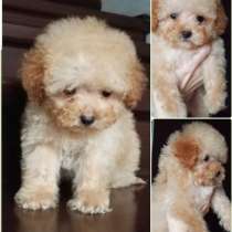 Poodle teacup. Apricot boy, в г.Берлин