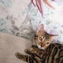 Bengal Mädchen, в г.Нюмбрехт