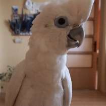 ОТДАМ бесплатно попугай Какаду, в г.Мадрид