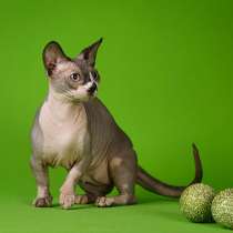 Стиль и нежность- Эльф, бамбино или сфинкс, в Волгограде