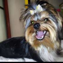 Супер мальчик йорк, в г.Ровно