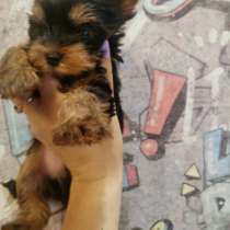 Йоркширский терьер. Мини, в г.Windorf