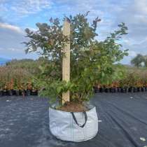 Кусты высокорослые с доставкой в РФ, в Москве